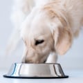 Dosage for Pets: A Comprehensive Guide to Serrapeptase