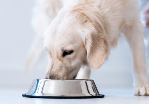 Dosage for Pets: A Comprehensive Guide to Serrapeptase